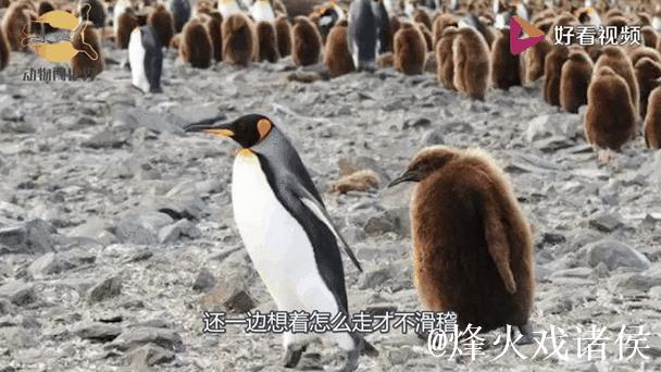 模仿企鹅步伐,稳健行走不摔跤 模仿企鹅步伐,稳健行走不摔跤